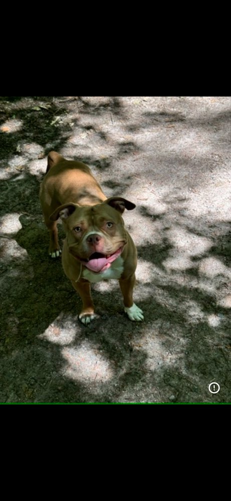 Hundetreffen-Robuste spiele Gruppe gesucht-Profilbild