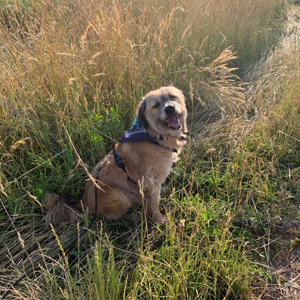 Hundetreffen-Gassirunde mit Ellie zum Socializen-Profilbild