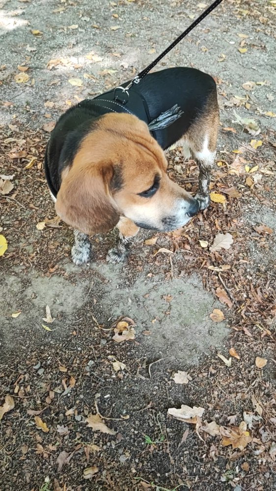 Hundetreffen-Kennenlernen - neue Hundefreunde finden-Profilbild