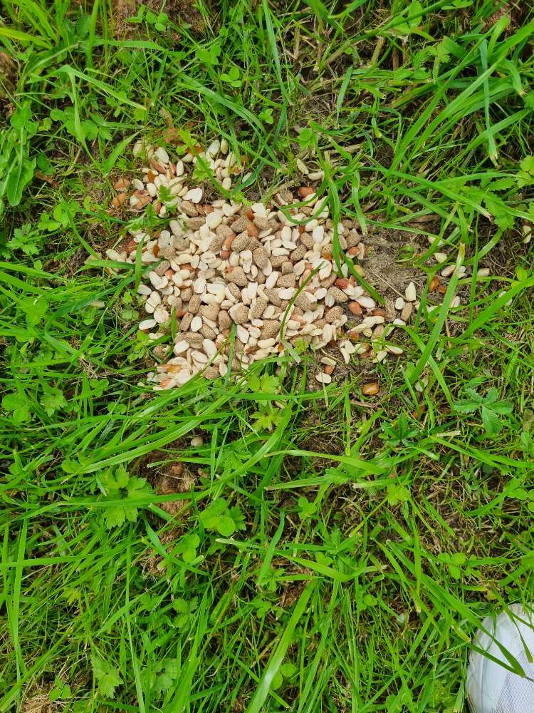 Giftköder-Möglicher Giftköder-Profilbild