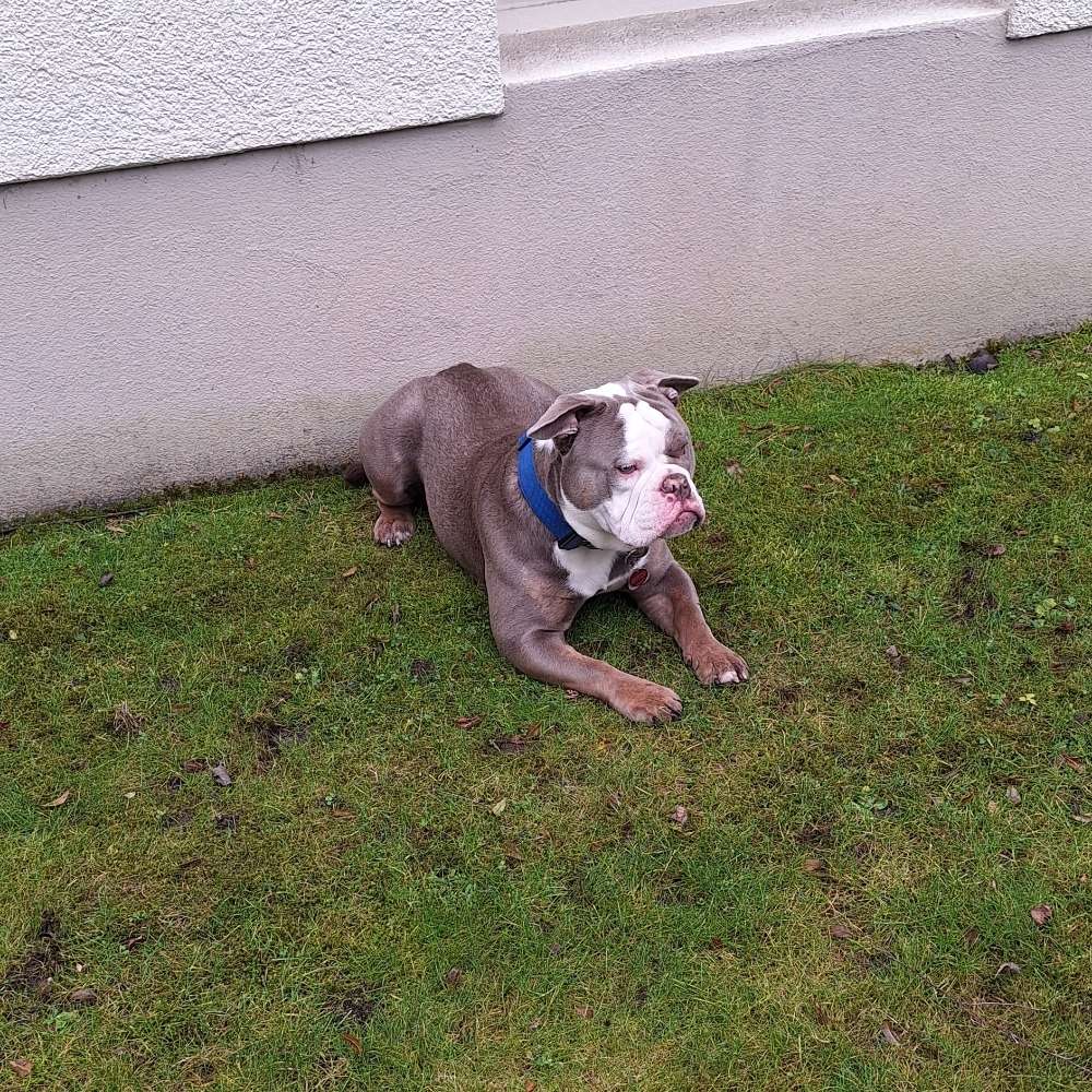 Hundetreffen-Escobar sucht Spielkameraden-Profilbild