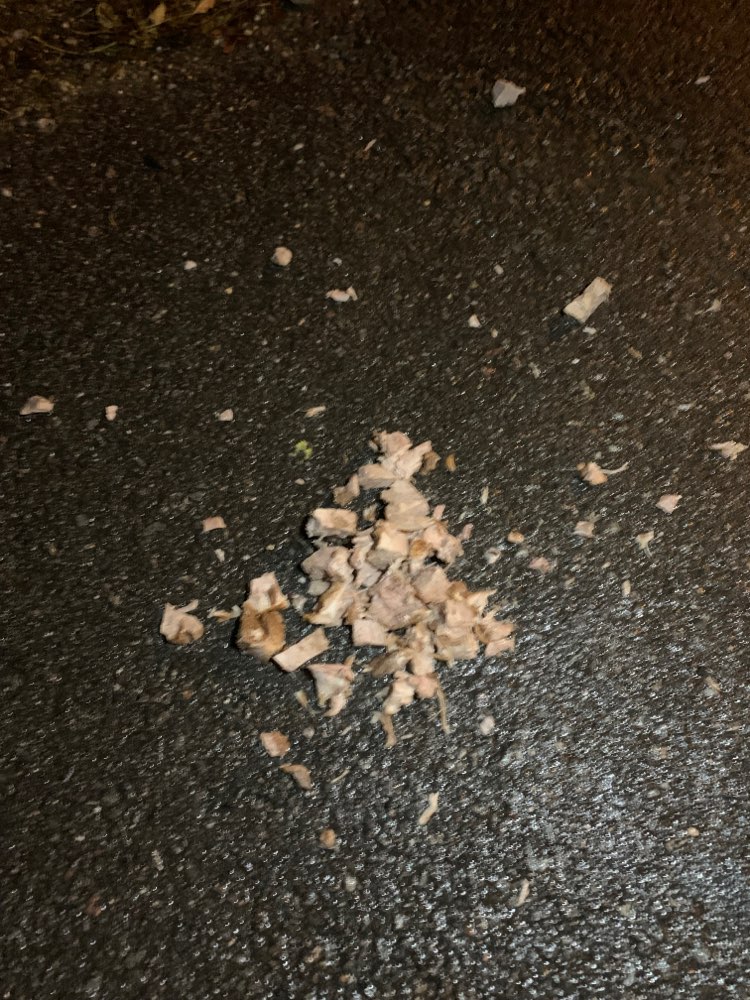 Giftköder-Ausgelegte Fleischstücke-Profilbild