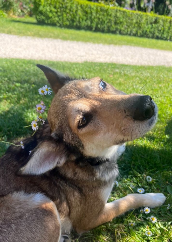 Hundetreffen-Freunde für Blue gesucht 🌞-Profilbild