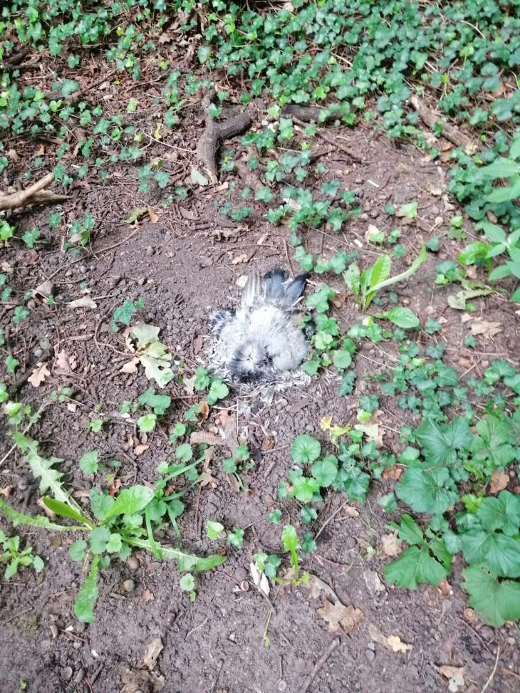 Giftköder-Tote Taube-Profilbild