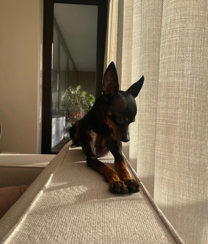 Hundetreffen-Spaziergangsrunden gesucht-Profilbild