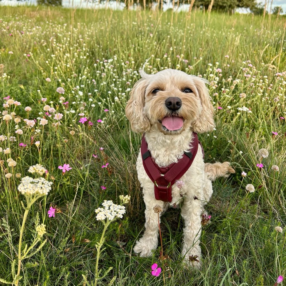 Hundetreffen-Gassi Freund*in gesucht-Profilbild