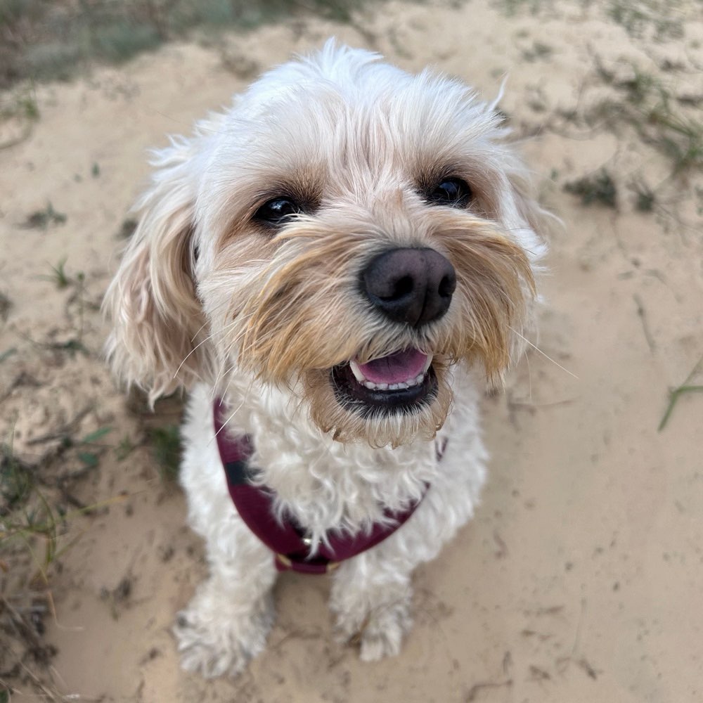 Hundetreffen-Spazieren und spielen-Profilbild