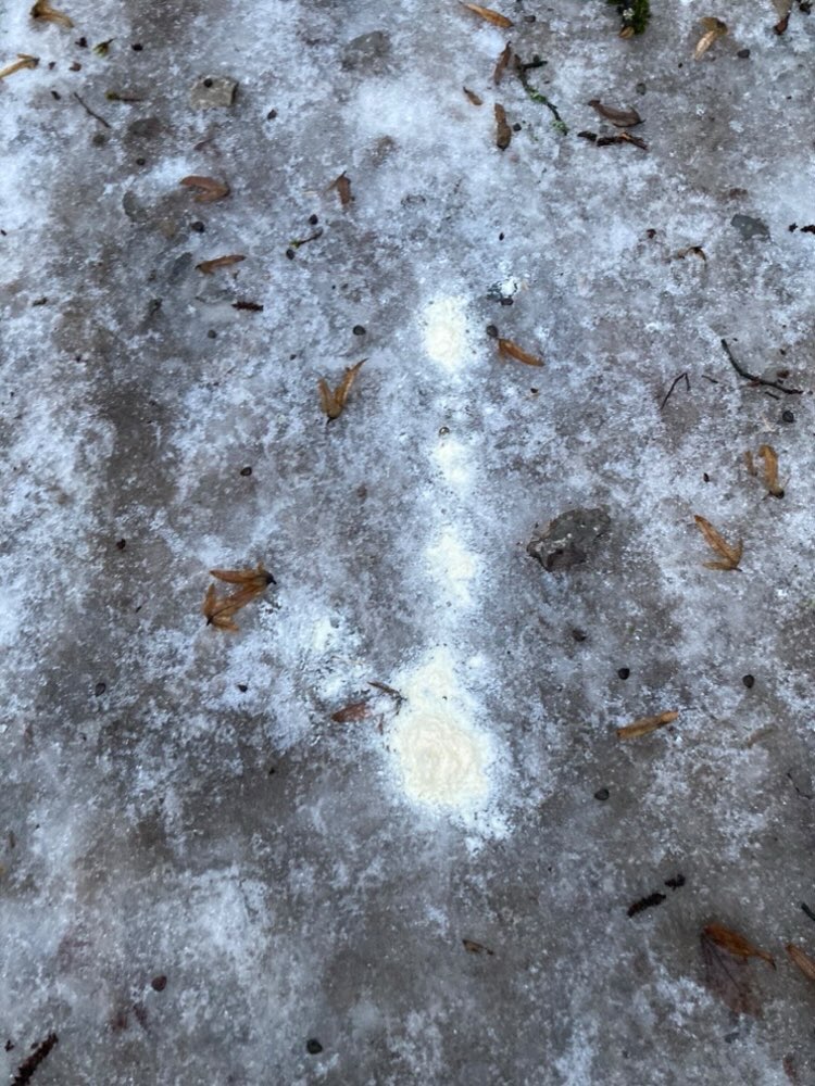 Giftköder-Rattengift-Profilbild