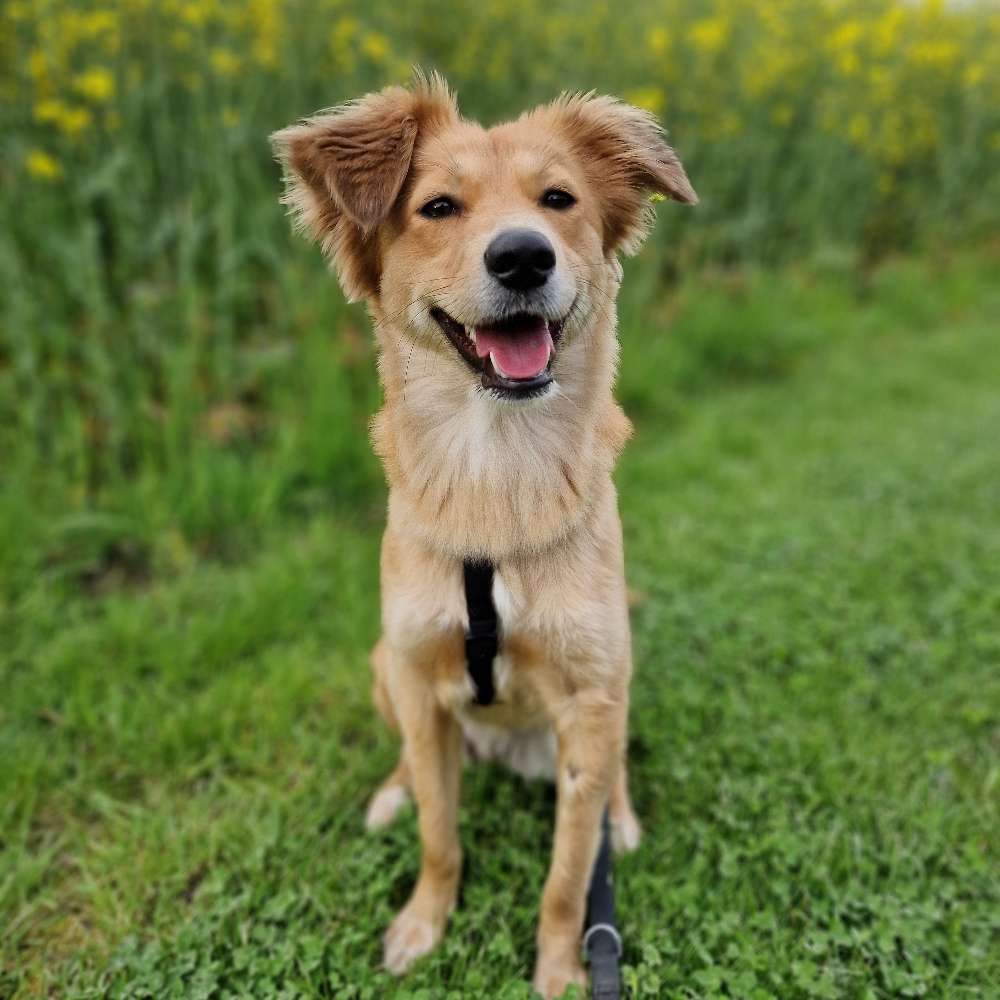 Hundetreffen-Gassi- und Spielfreunde gesucht-Profilbild