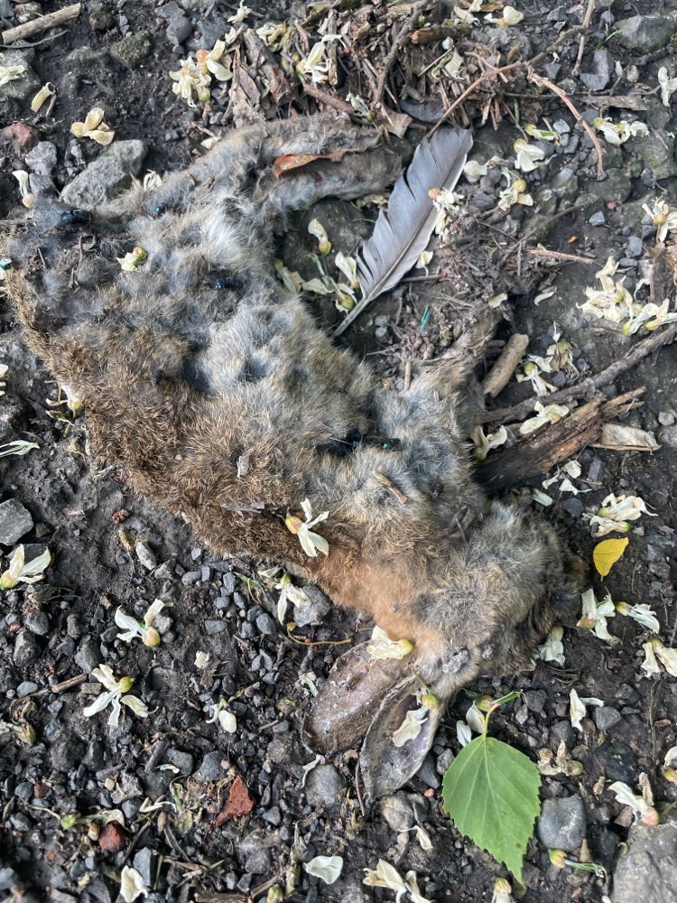 Giftköder-Tier-Kadaver-Profilbild