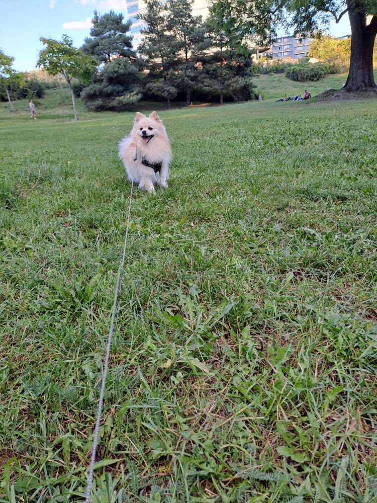 Hundetreffen-Spaziergang mit Angsthund-Profilbild