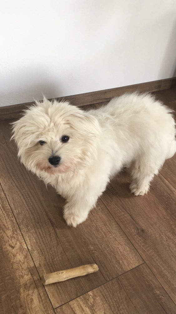 Hundetreffen-Spieltreff-Profilbild