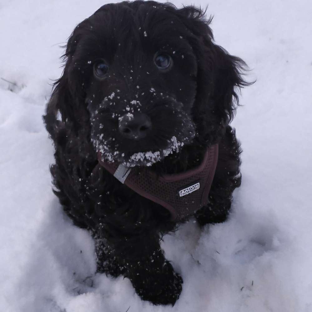 Hundetreffen-Welpentreffen Raum Edingen Neckarhausen-Profilbild