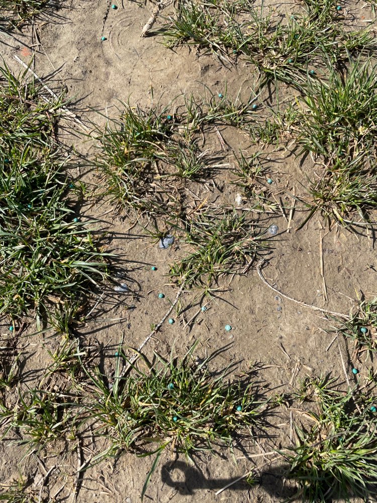 Giftköder-Achtung Blaukörner!-Profilbild