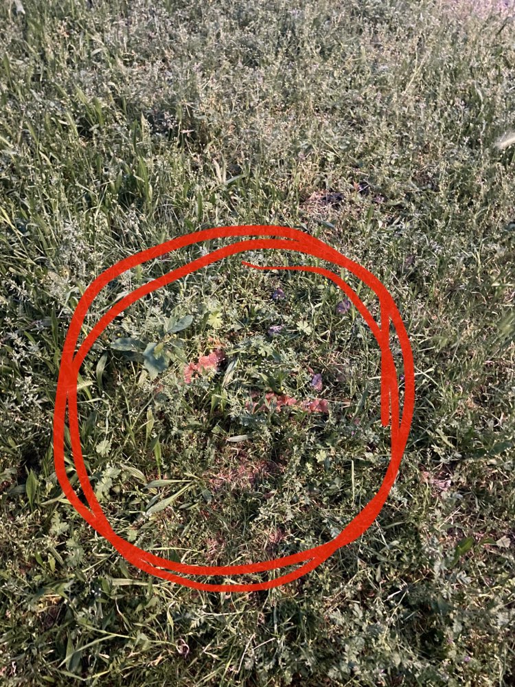 Giftköder-Geschnittenes Hähnchenfleisch-Profilbild