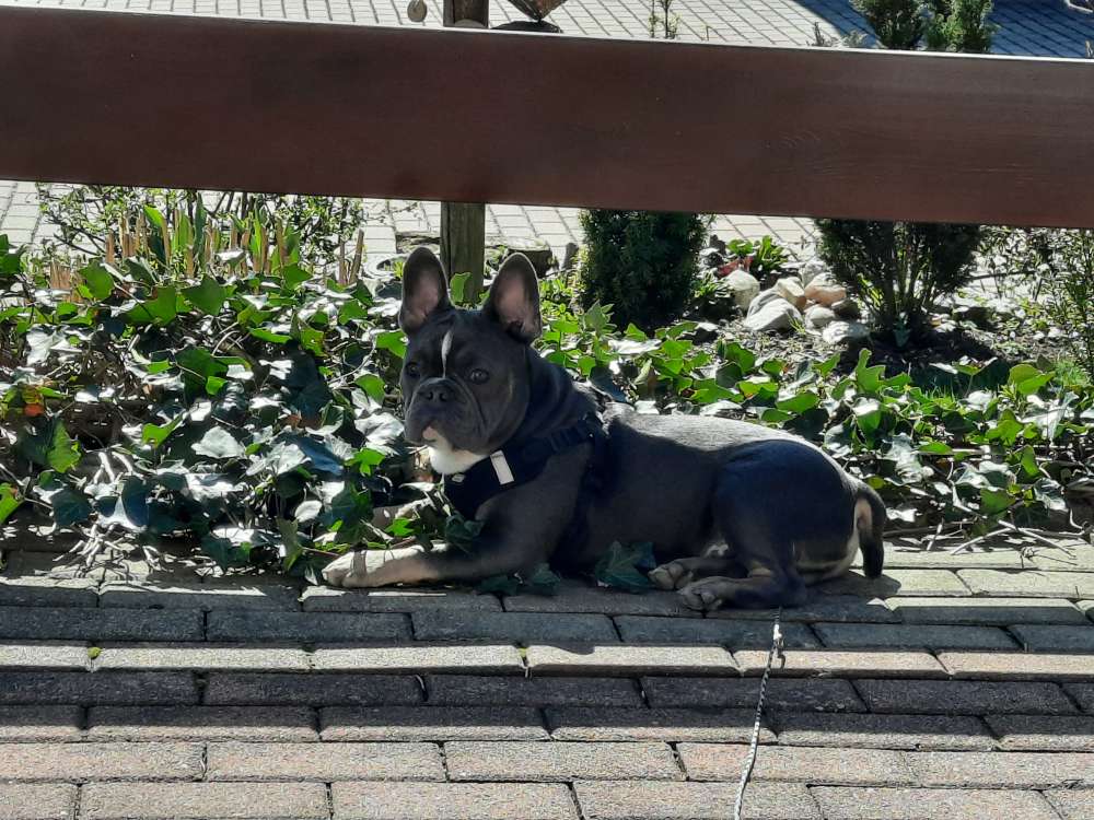 Hundetreffen-Franz. Bulldogge sucht lauf-/Spielgefährten-Profilbild