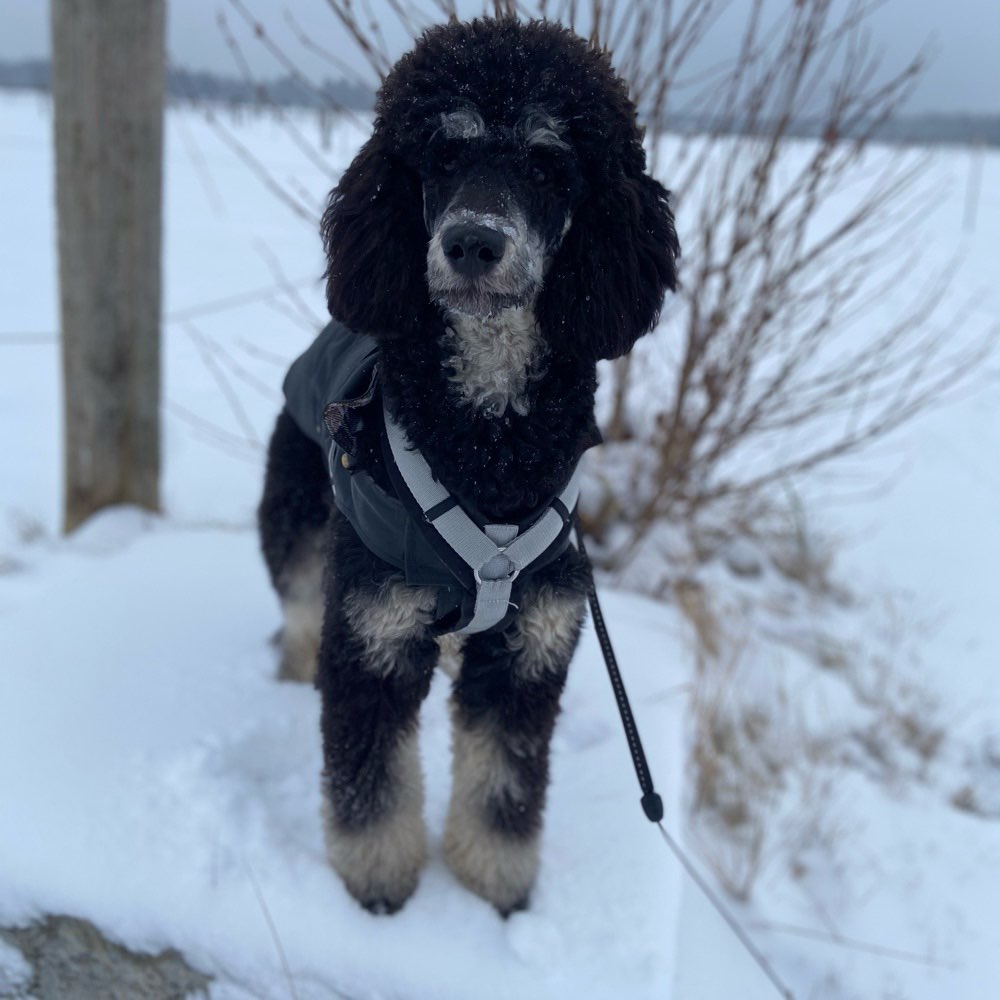 Hundetreffen-Spieltreffen in Neubiberg-Profilbild