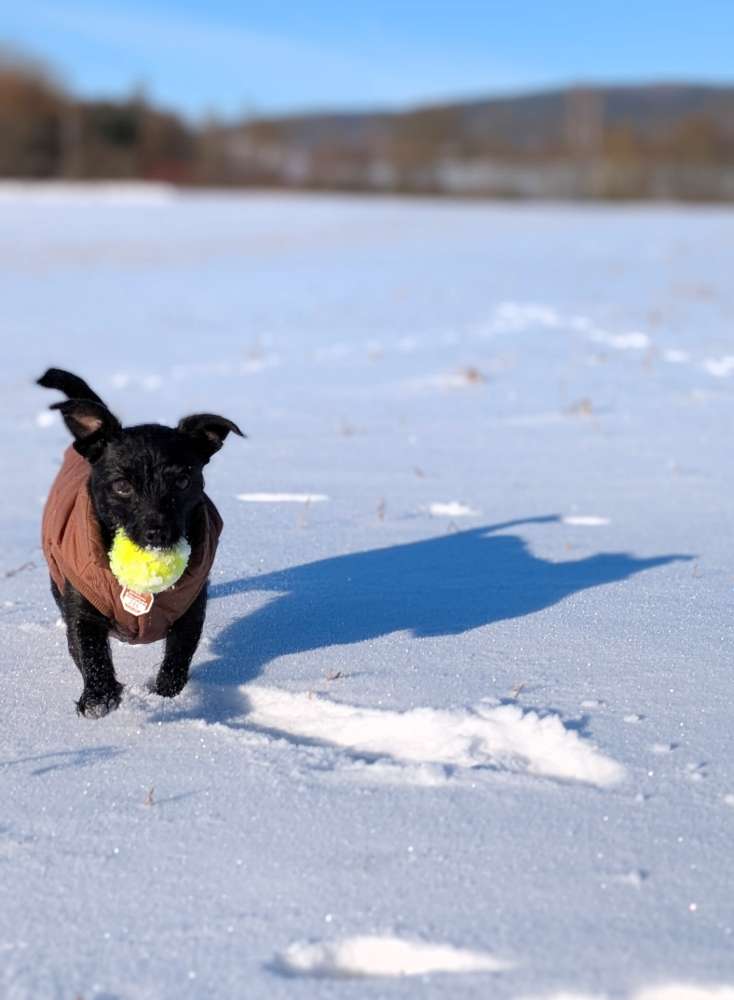 Hundetreffen-Spiel- und Spazierfreunde gesucht-Profilbild