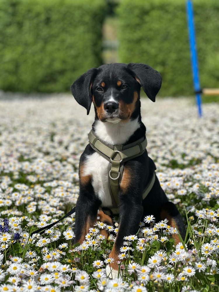 Hundetreffen-Spielgefährte gesucht 🐾-Profilbild