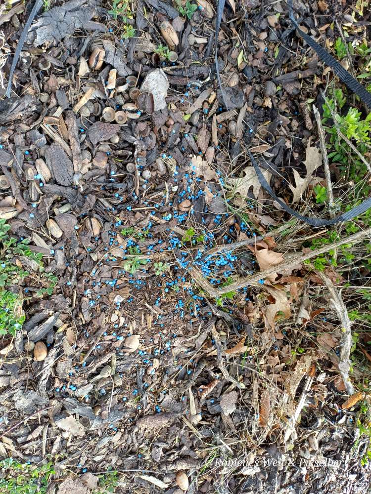 Giftköder-Blaukorn im Gebüsch-Profilbild