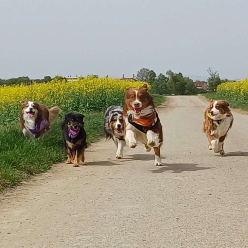 Hundetreffen-Vollmondrunde September 2024-Profilbild