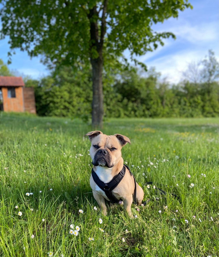 Hundetreffen-Bully Treffen :)-Profilbild