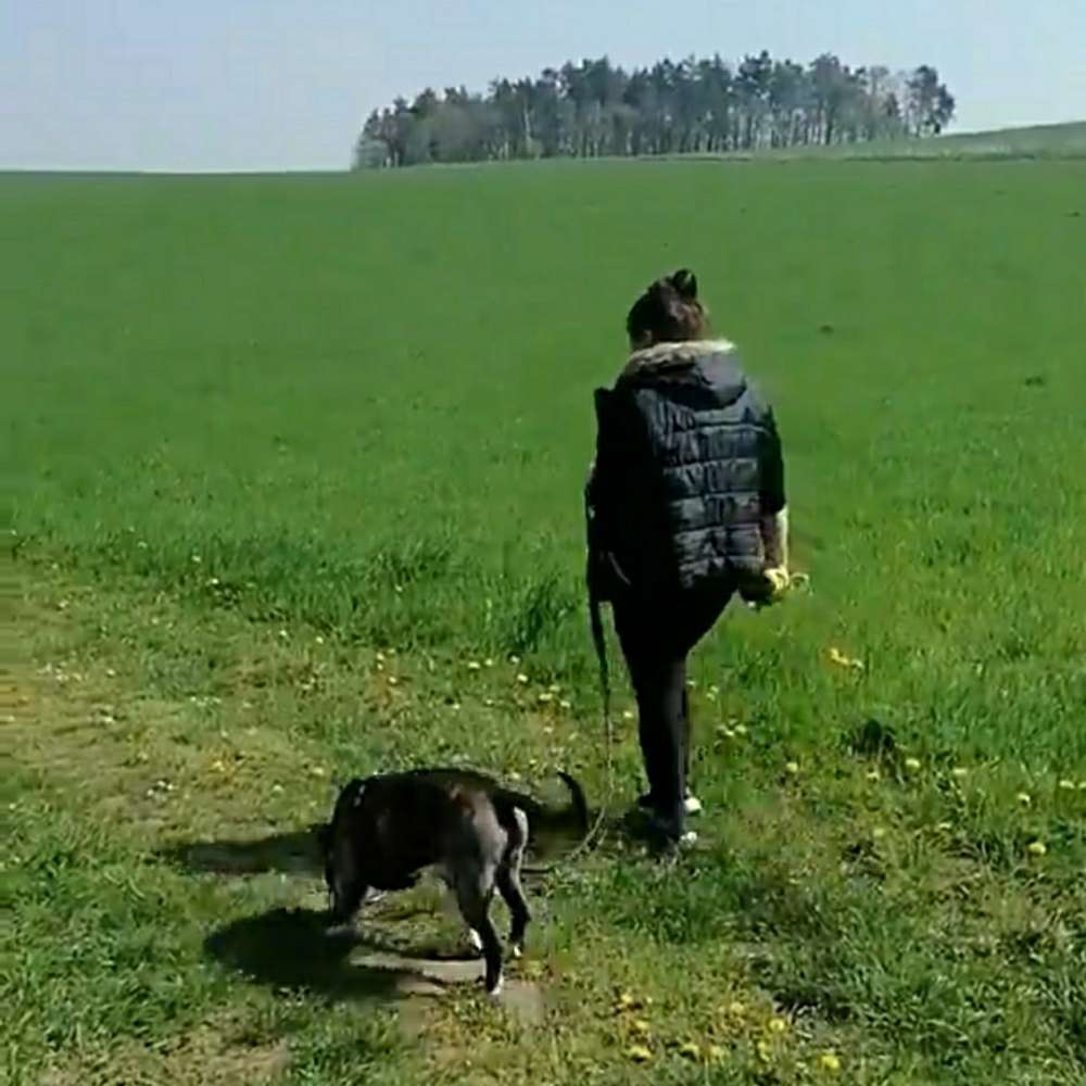 Ersteller:in Trainingspartner für Hundebegegnung und gemeinsame Spaziergänge Profilbild