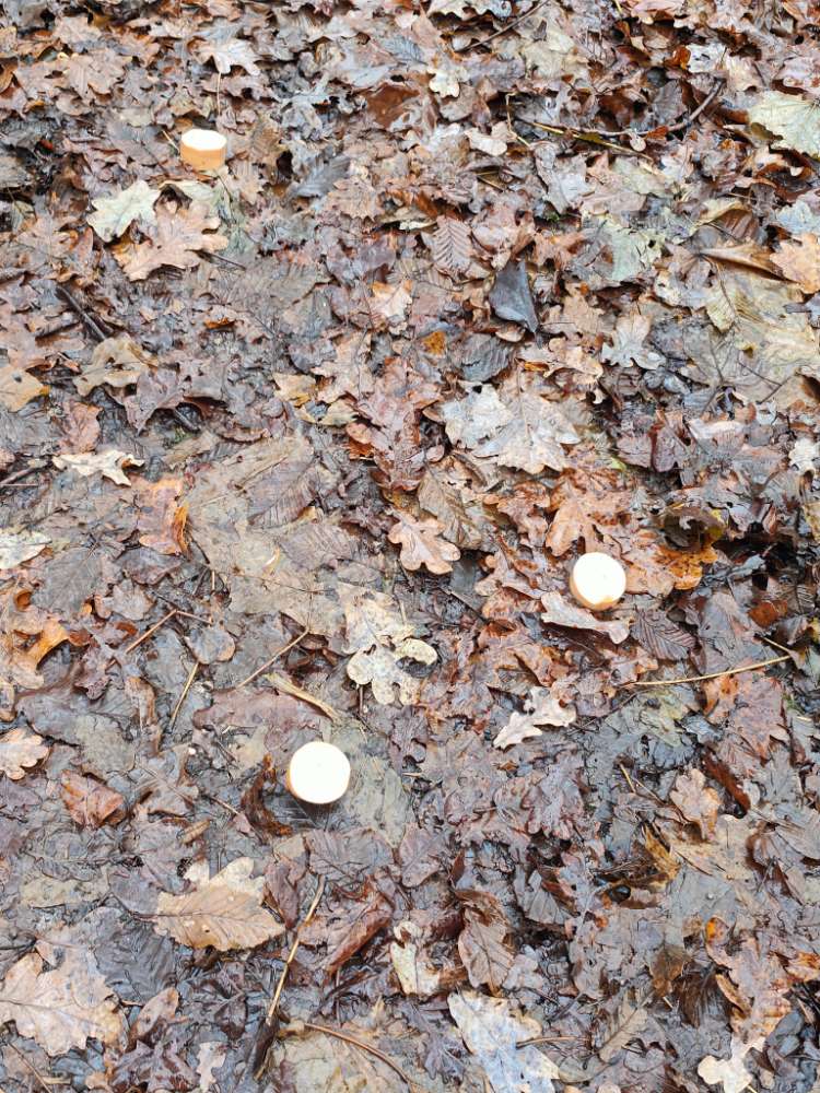 Giftköder-Verdächtige Fleischwurststücke-Profilbild