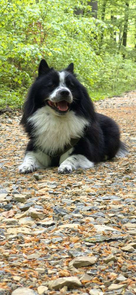 Hundetreffen-Spielen und Spaß in Elverdissen und Umgebung-Profilbild