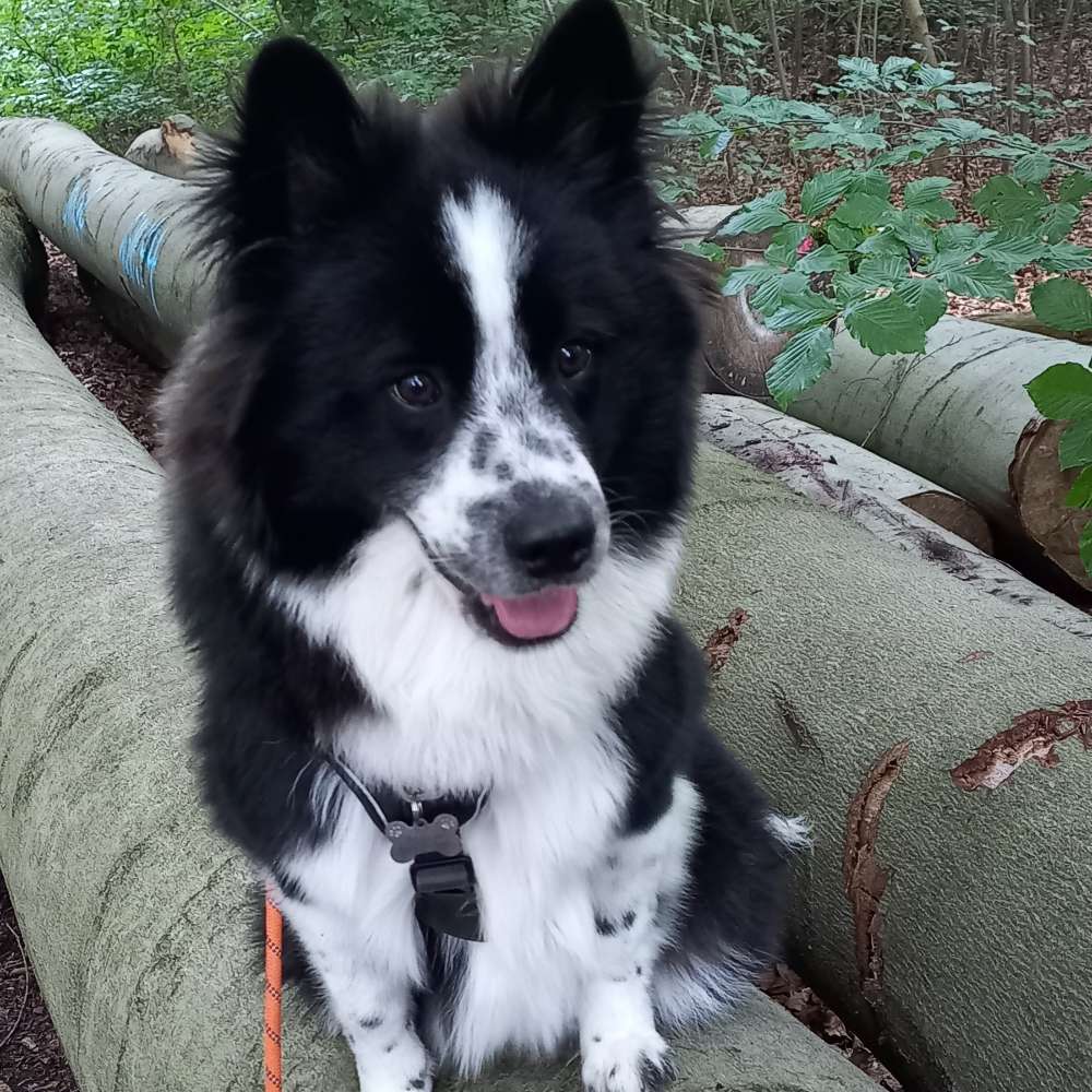 Hundetreffen-Treffen zum Spielen mit jungen Hunden-Profilbild