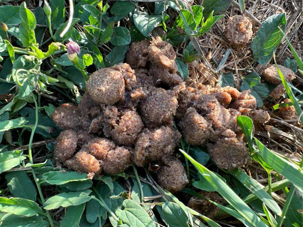 Giftköder-Potentieller Giftköder-Profilbild