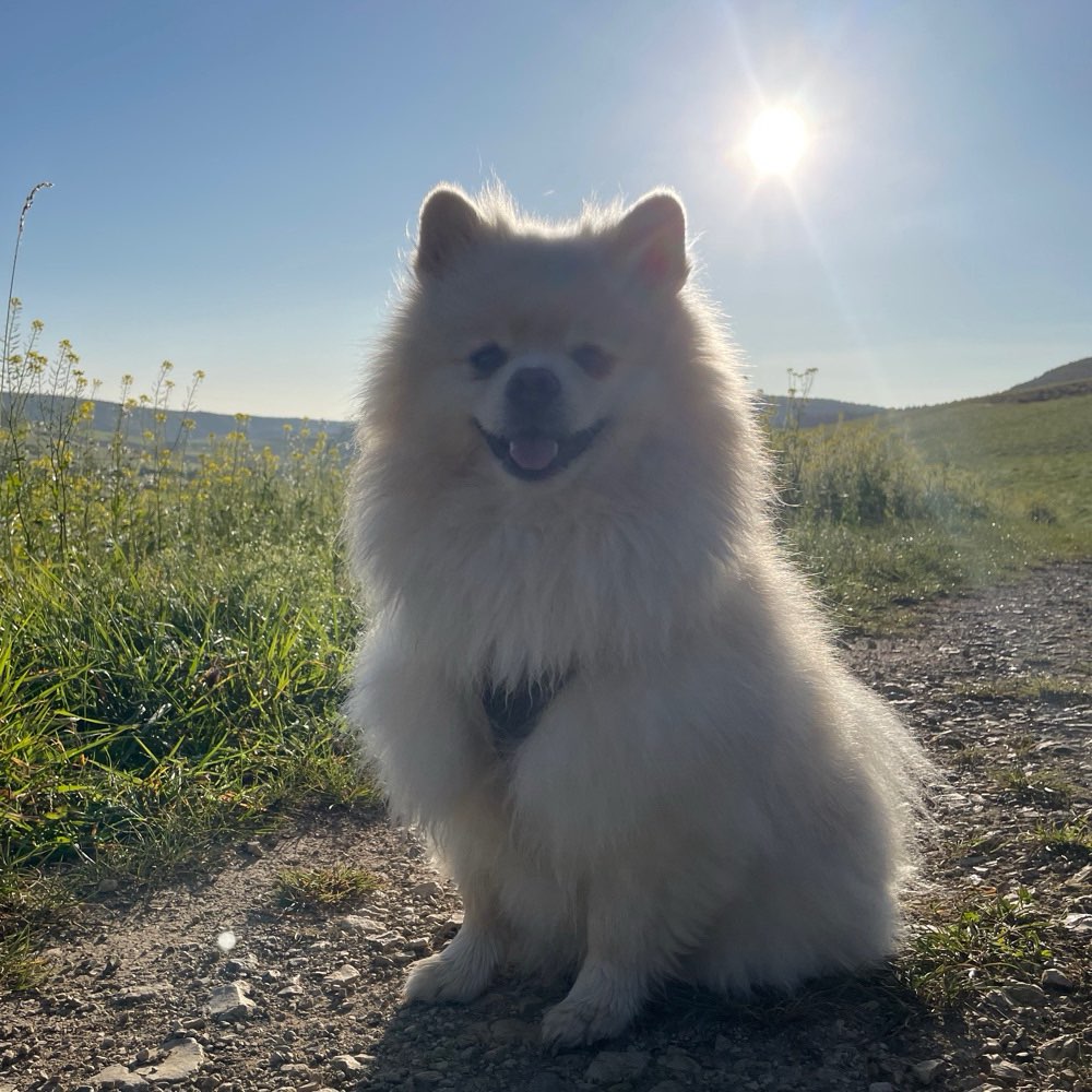 Hundetreffen-Hundefreunde gesucht 🐾-Profilbild