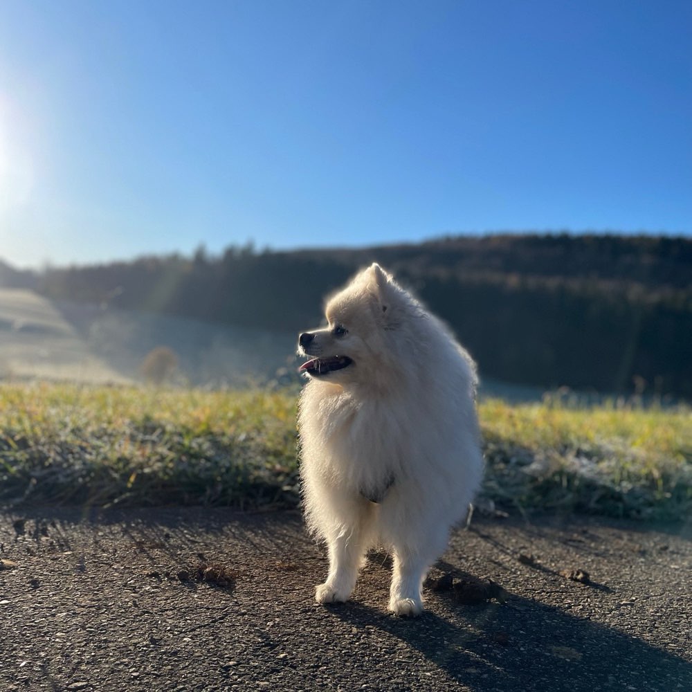 Hundetreffen-Hundefreunde gesucht 🐾-Profilbild