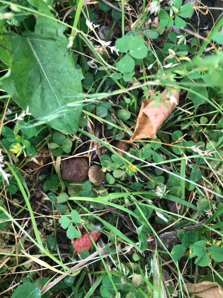Giftköder-Wieder Trockenfutter im Marienpark-Profilbild