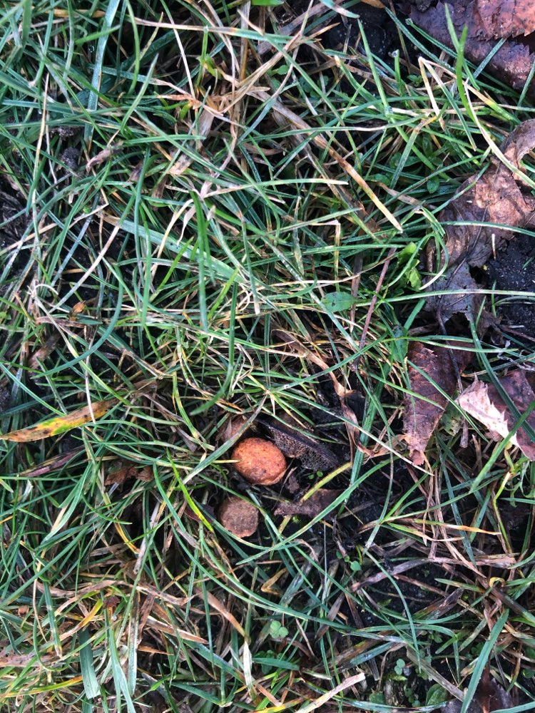 Giftköder-Wieder Marienpark-Profilbild