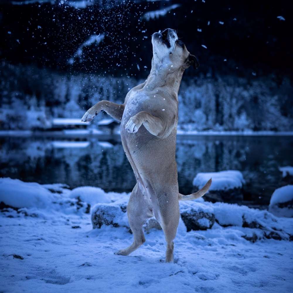 Hundetreffen-Sozial Walk-Profilbild