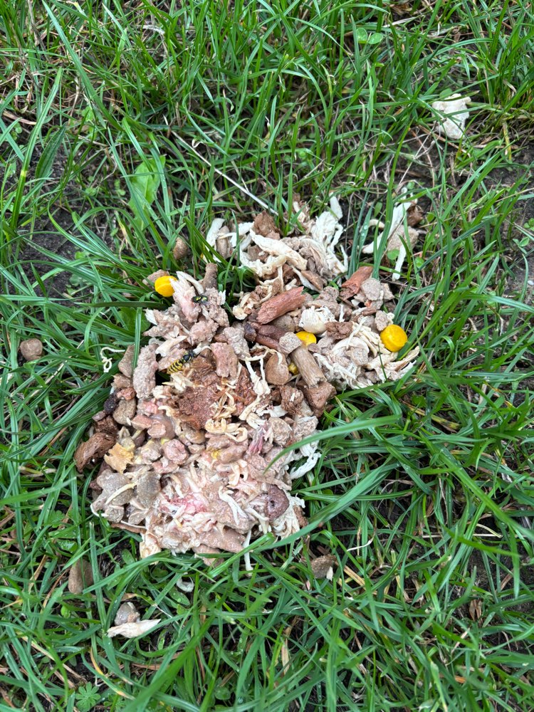 Giftköder-Eventuell Giftköder-Profilbild