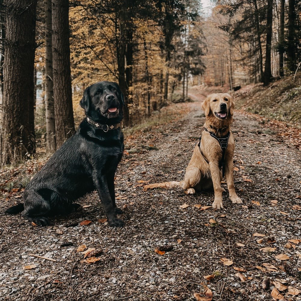 Hundetreffen-Gassirunden mit Trainings- & Spieleinheiten 🐾🦮-Profilbild