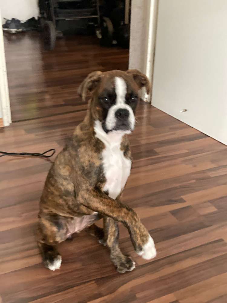 Hundetreffen-Spielen und toben-Profilbild