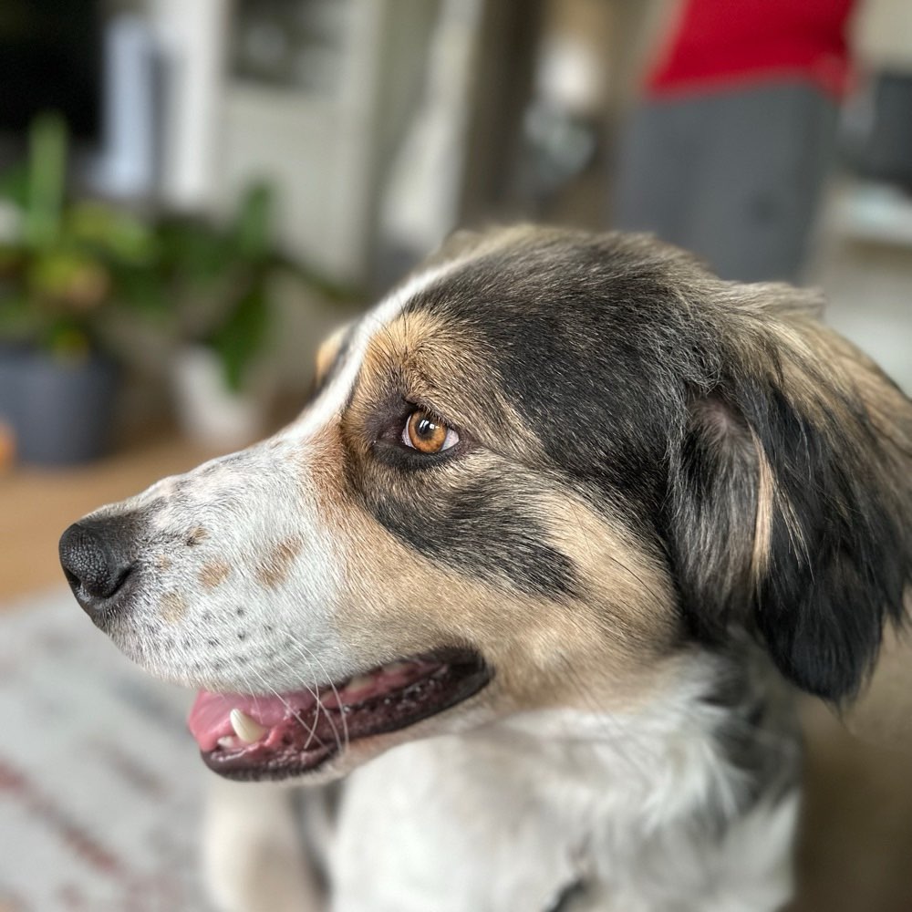 Hundetreffen-Spielen auf der Hundemeile-Profilbild