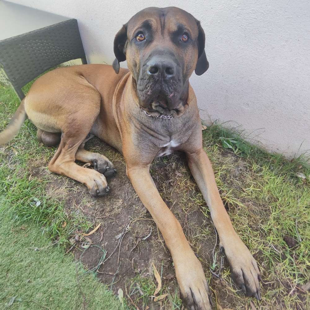 Hundetreffen-Auspowern auf Augenhöhe 😉-Profilbild