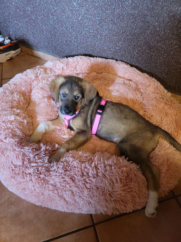 Hundetreffen-Welpenspiel-Profilbild