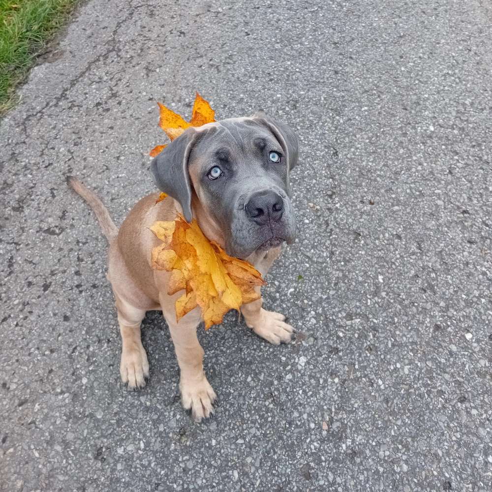 Hundetreffen-6monate alter Cane corso sucht Freunde-Profilbild