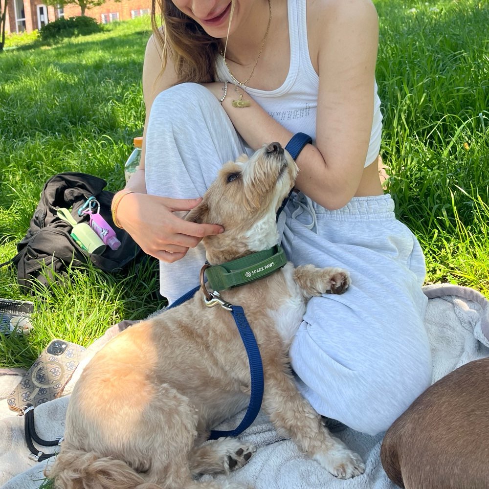 Hundetreffen-🐾 Spaziergänge | Hundebetreuung | Training 🐾-Profilbild