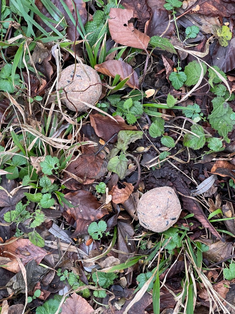 Giftköder-Evtl. Giftköder-Profilbild