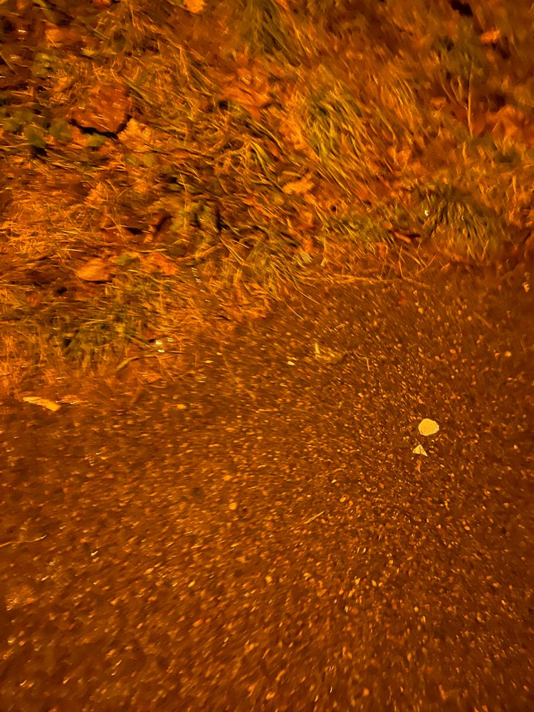 Giftköder-Glasscherben an und um die Parkbank-Profilbild