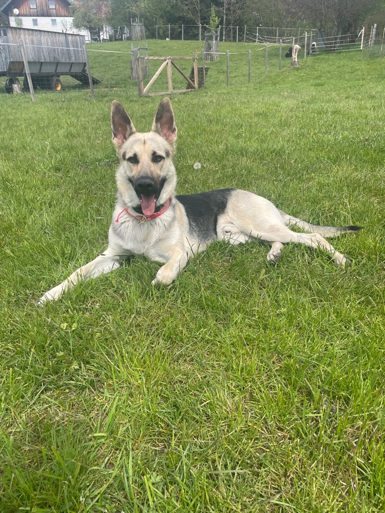 Hundetreffen-Flitzen mit Arco-Profilbild