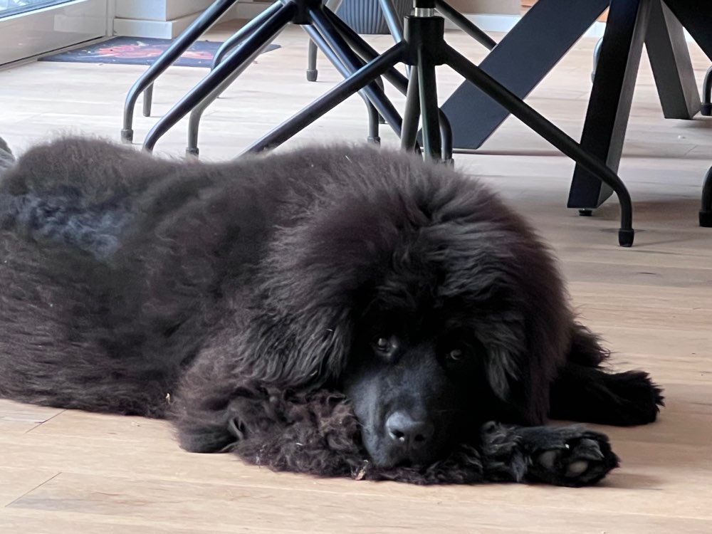 Hundetreffen-Spieltreffen-Profilbild