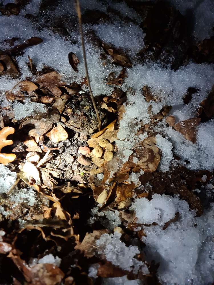 Giftköder-Verdächtige Häufung von Leckerlies-Profilbild