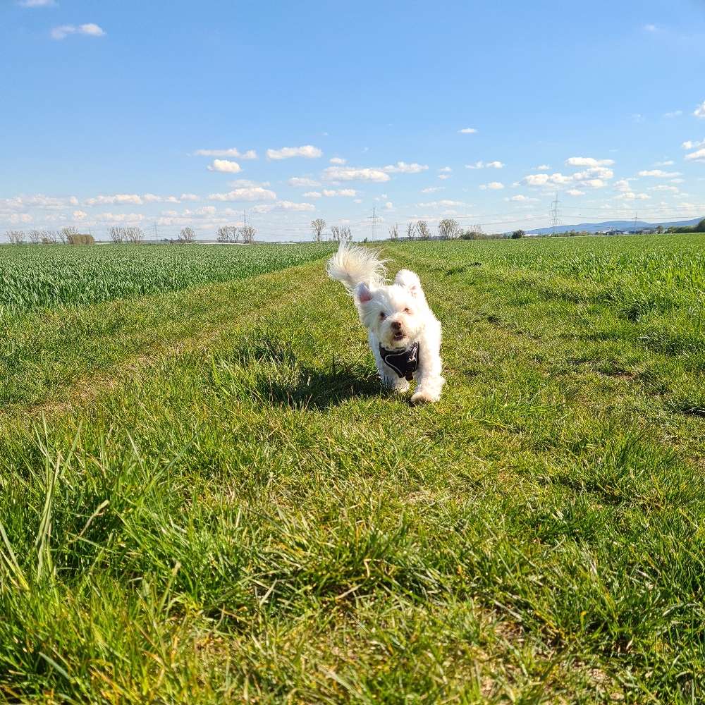 Hundetreffen-Spielrunde-Profilbild
